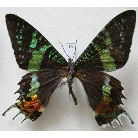 Chrysiridia rhipheus (Drury, 1773) Madagascar 68mm16